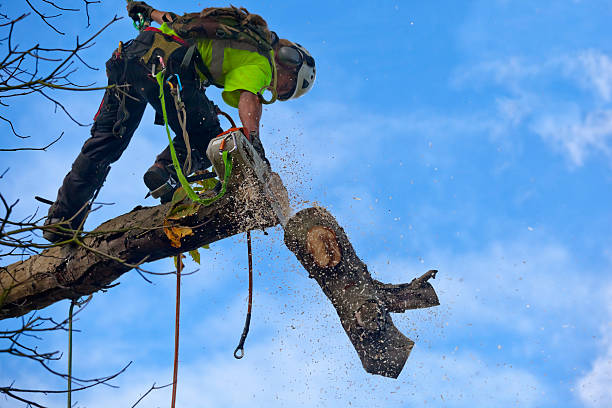 Best Stump Grinding and Removal  in French Island, WI